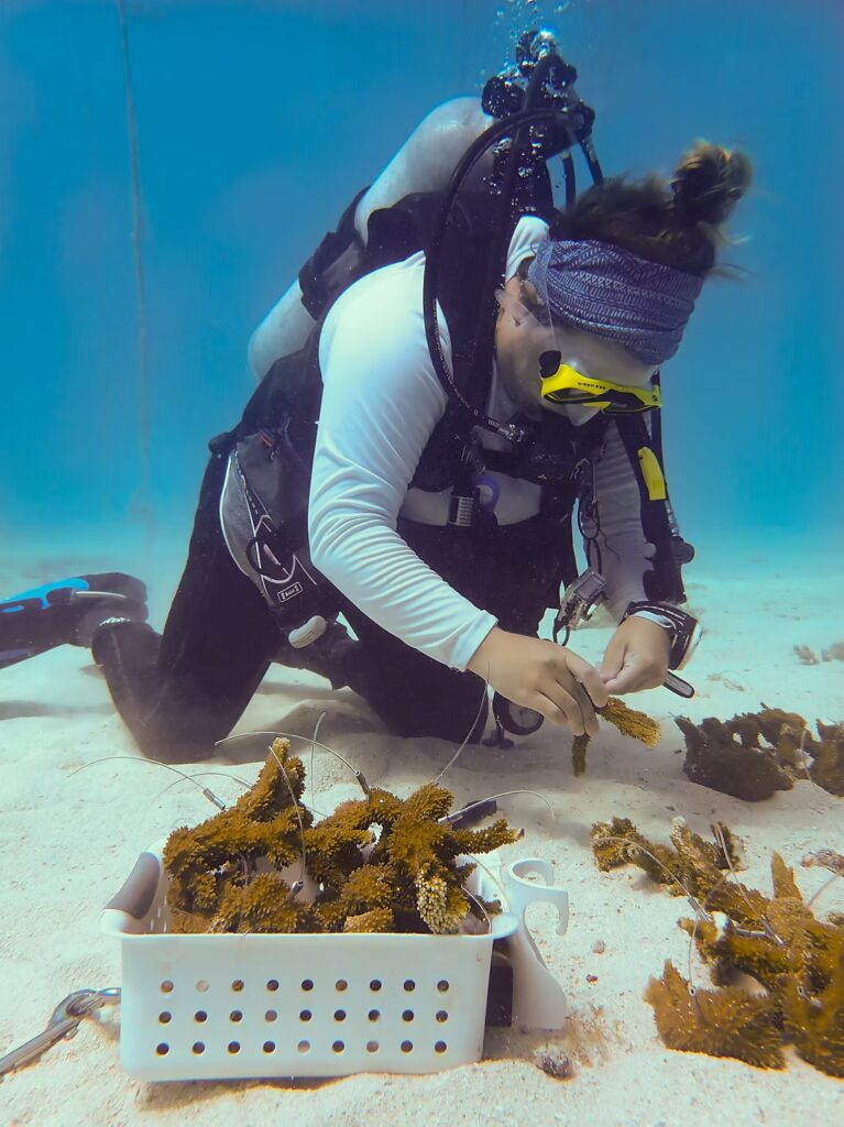 A scuba diver kneeling on the seafloor carefully cutting coral fragments using restoration tools, with a basket of coral pieces beside them.