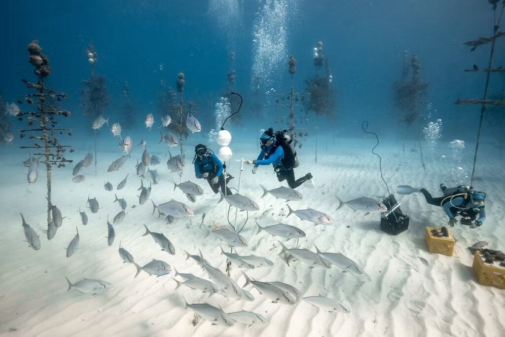 Scuba divers work on the sandy seafloor of an offshore coral nursery as schools of silver fish swim around Coral Trees suspended in the water column.