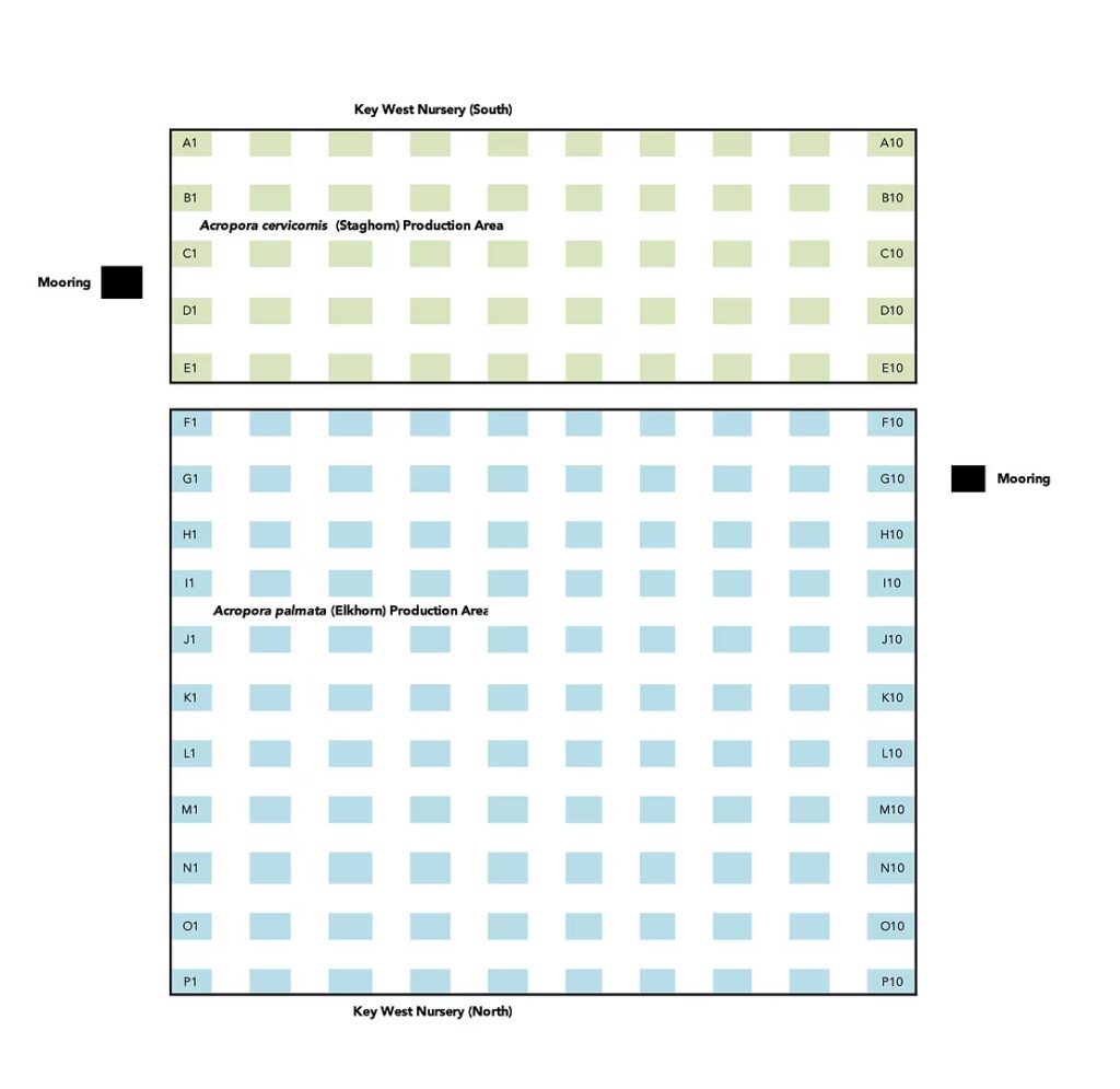 Diagram of the coral nursery layout showing labeled rows for staghorn and elkhorn coral production areas, including mooring locations and grid organization.