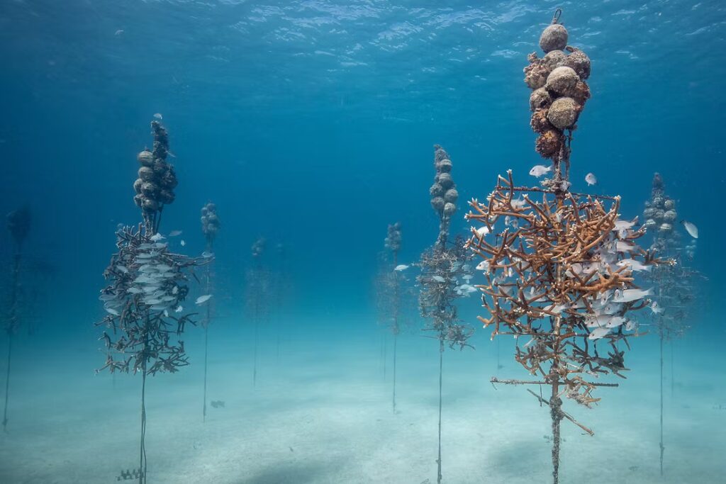 Multiple Coral Trees hold growing coral fragments at different stages, with fish sheltering among the branches, showing an active ocean-based nursery supporting reef restoration and biodiversity in clear blue water.