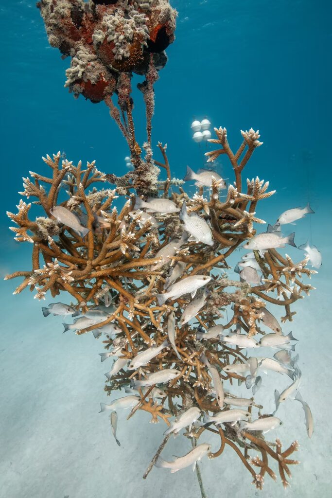 A healthy coral tree nursery structure underwater, covered in growing coral fragments and surrounded by schools of fish.
