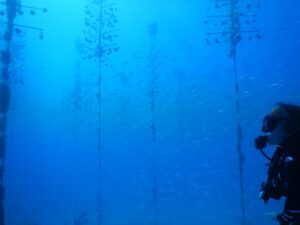 A scuba diver hovers in a coral nursery surrounded by vertical coral “trees,” while a shimmering school of small silver fish moves through the water in the background.
