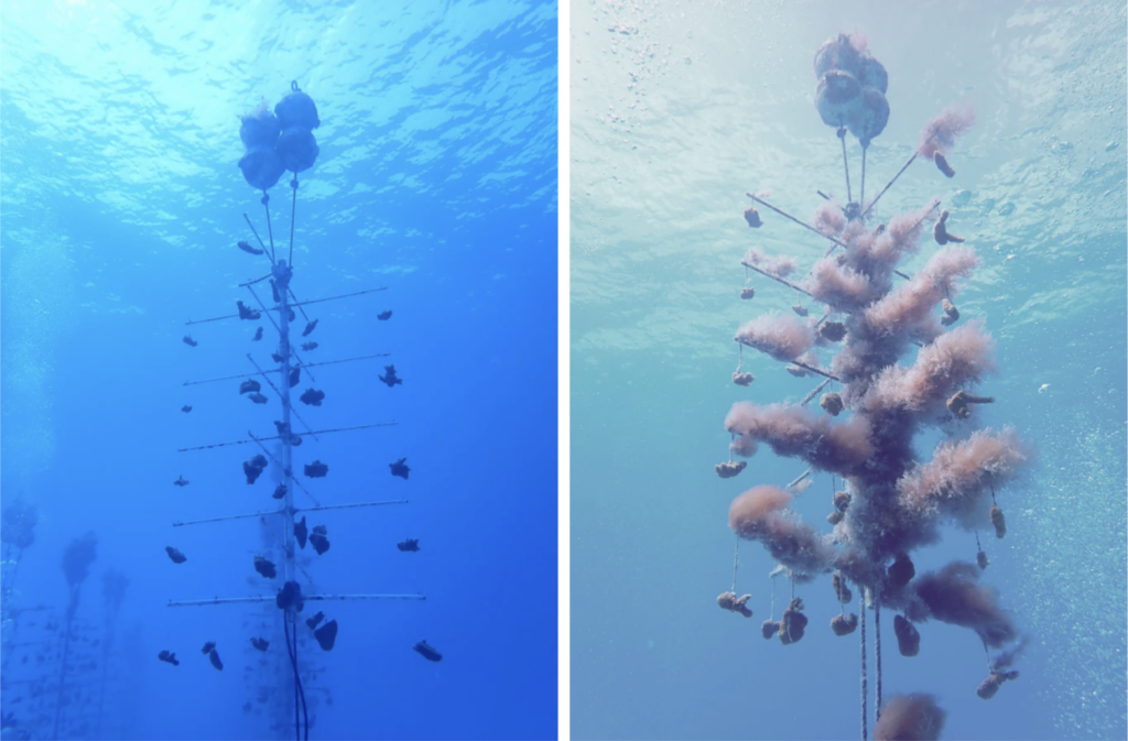 Side-by-side images of coral nursery trees suspended underwater. The left tree is clean with small coral fragments attached, while the right tree is heavily overgrown with fuzzy algae.