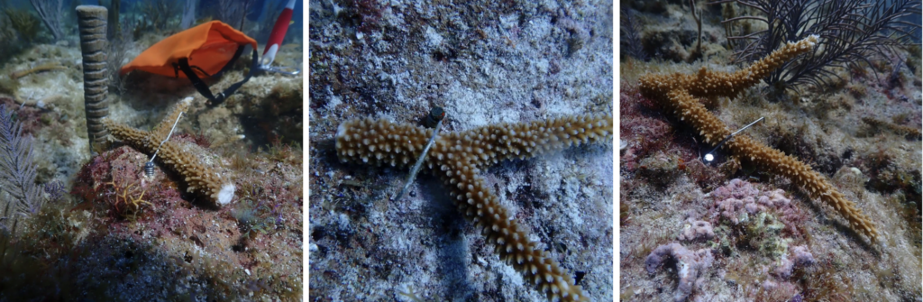 Close-up of a coral fragment being attached to the reef using a coral restoration clip, demonstrating how the clip secures the coral in place to support growth and stability on the reef.