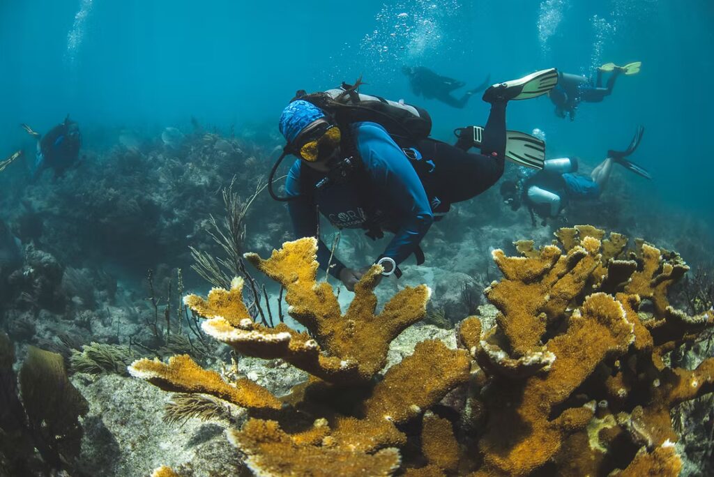 A scuba diver wearing a blue rash guard, head covering, and  mask swims next to a large cluster of healthy golden elkhorn coral on a reef while several other divers swim in the background in clear blue water.