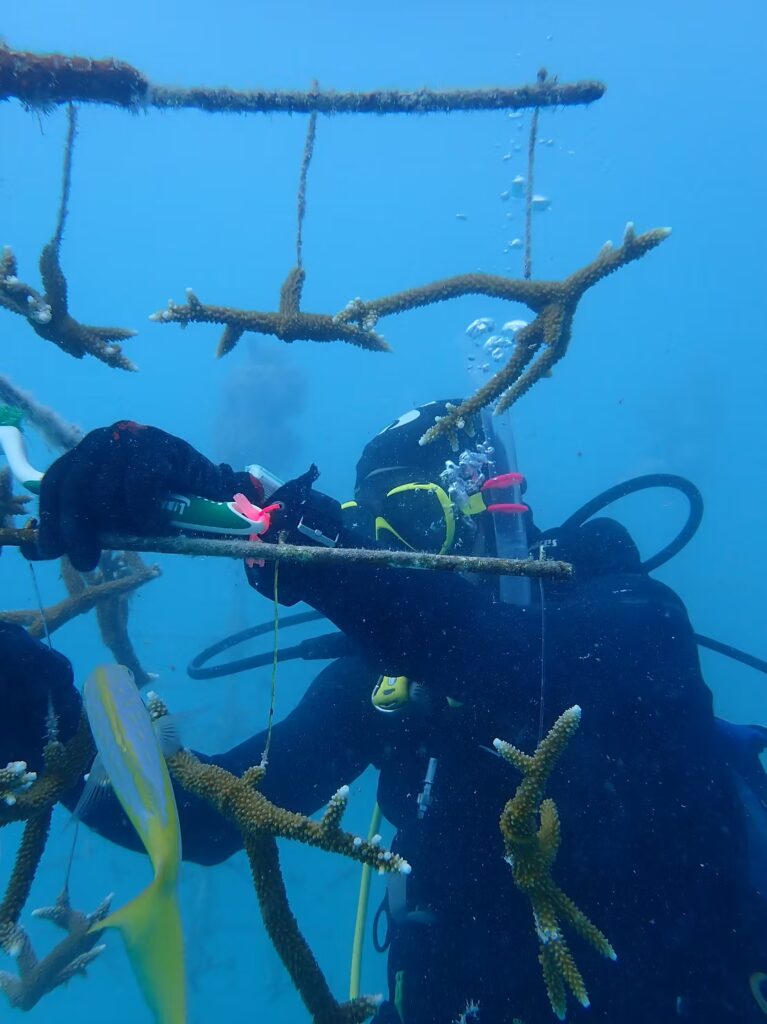 A scuba diver tends to hanging Coral Trees underwater, using tools to clean algae from the PVC branches as a yellow fish swims nearby.