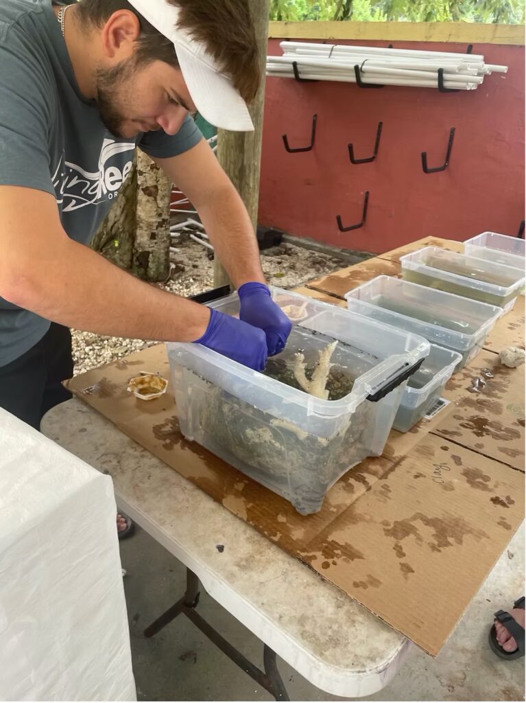 An intern wearing gloves works at an outdoor station, placing coral fragments and substrate into a plastic bin filled with seawater for restoration preparation.