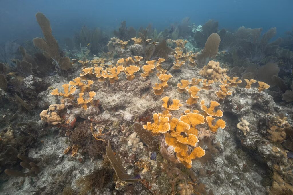 Wide underwater view of a thriving patch of elkhorn coral covering a rocky reef structure. The coral branches are bright golden orange, with additional reef organisms and sea fans visible in the background under a hazy blue water column.