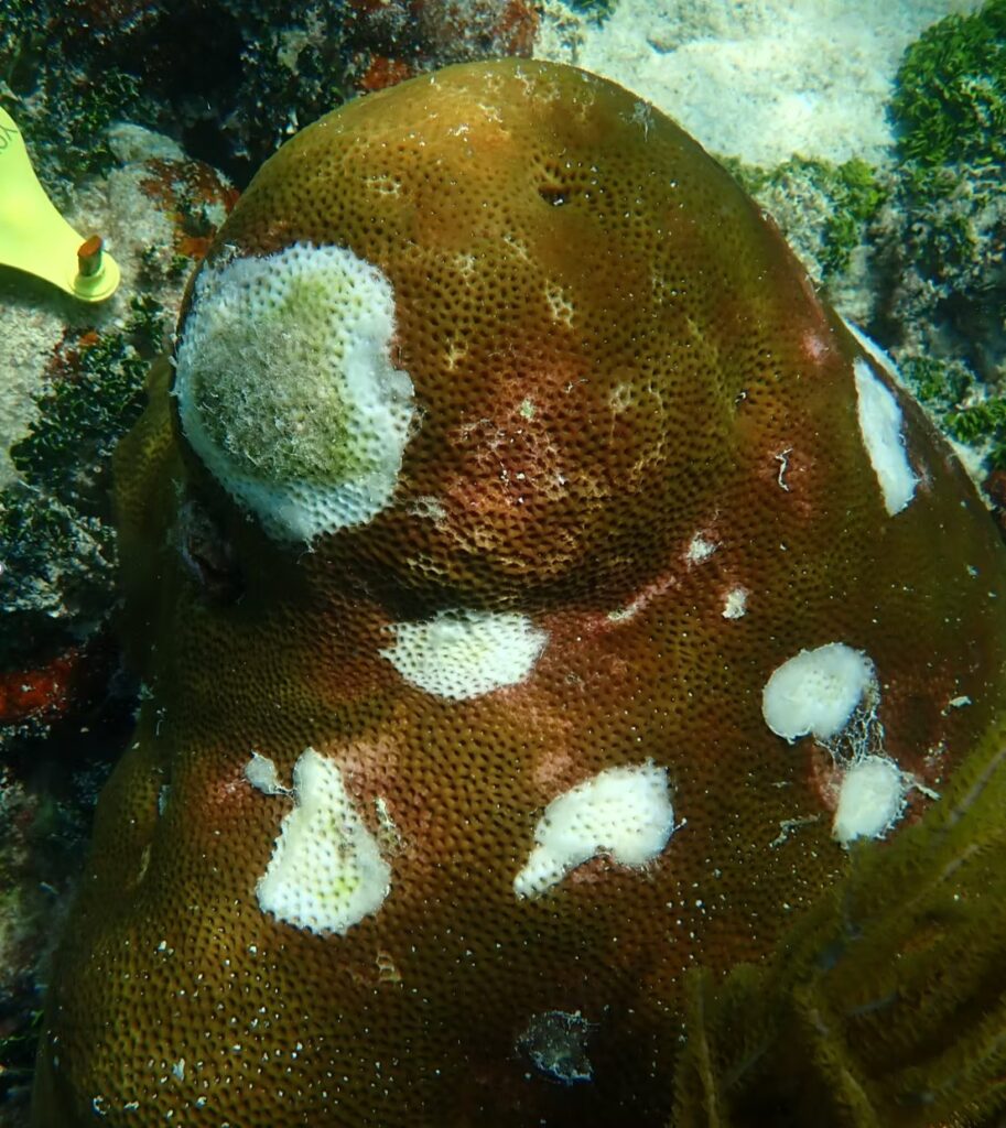 Close-up underwater photograph of a large boulder coral colony showing multiple white tissue-loss lesions across its surface, indicating disease or bleaching. The surrounding reef substrate and algae are visible in the background.
