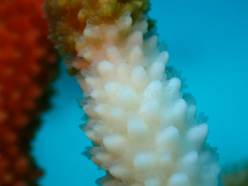 Macro close-up of a coral branch showing partially pale or bleached tissue. The image highlights the coral’s small polyps and textures with a soft, blurred background of blue water and neighboring coral.