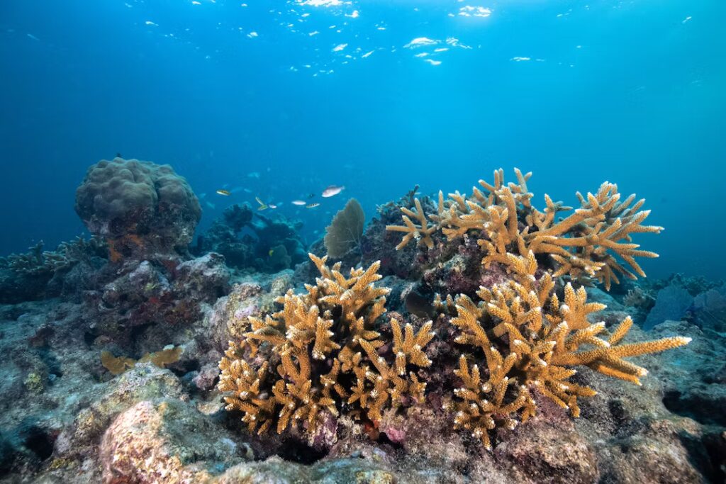 A vibrant underwater scene showing clusters of thriving staghorn coral on the reef, surrounded by fish and illuminated by clear blue water.