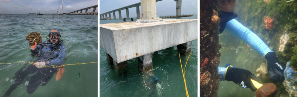 Three images showing coral rescue work beneath a bridge: a diver at the water’s surface holding a rescued boulder coral; the underside of a concrete bridge structure where divers are working below; and a close-up of gloved hands using restoration tools to secure corals to a substrate.