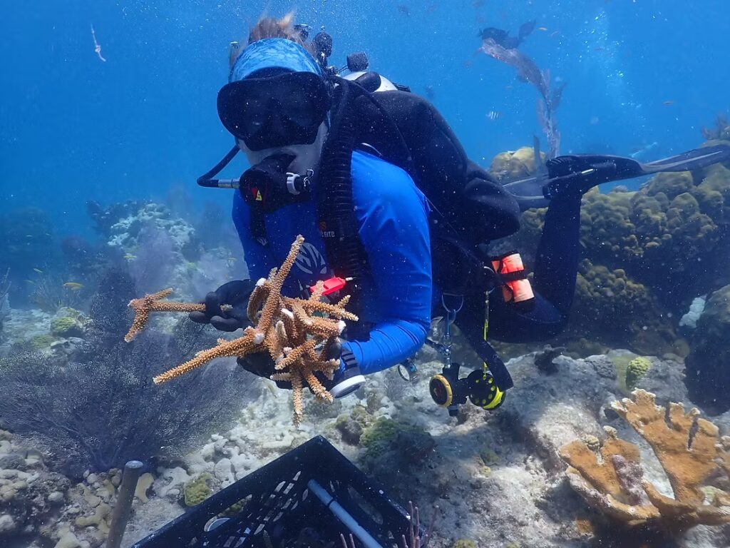 A CRF diver in blue gear swims above the reef holding several harvested staghorn coral fragments, preparing them for outplanting.