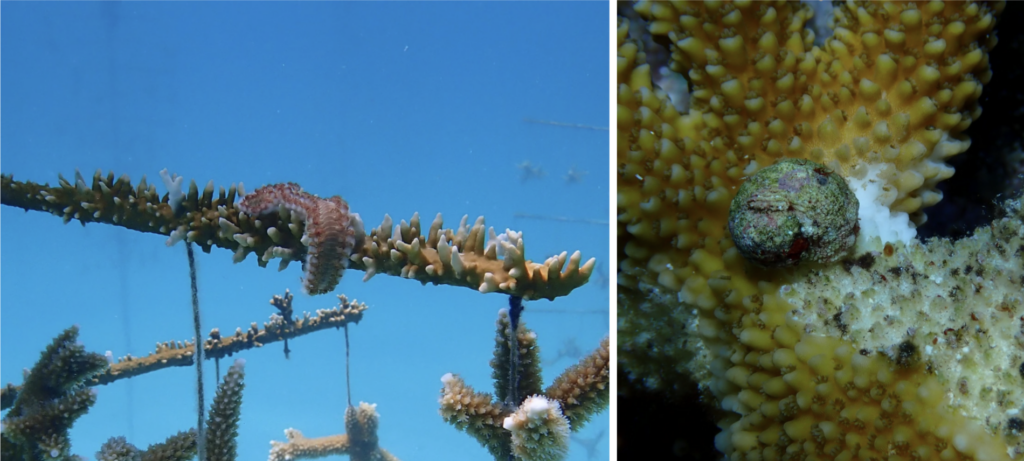 Fireworms and yellow footed snails are natural coralivores, coral eaters.