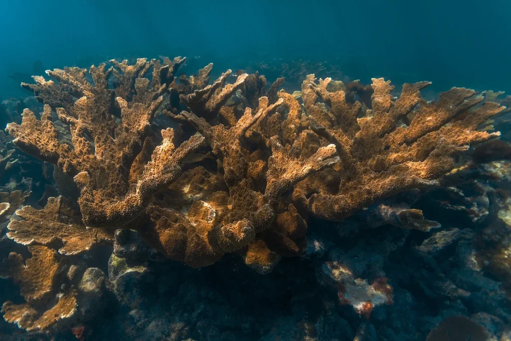 A healthy colony of elkhorn coral (Acropora palmata) grows densely on a shallow reef, bathed in clear, sunlit water.