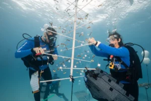 Two scuba divers tend to a coral tree nursery underwater, attaching tagged coral fragments for restoration.