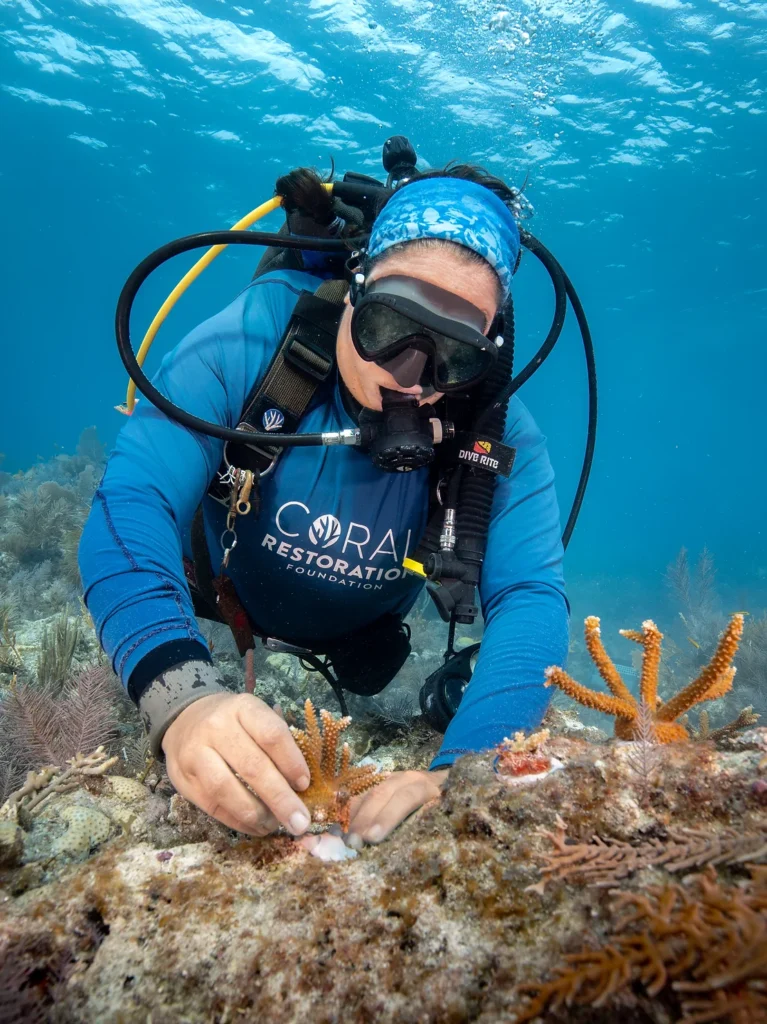CRF diver planting a coral fragment onto the reef during a restoration dive.