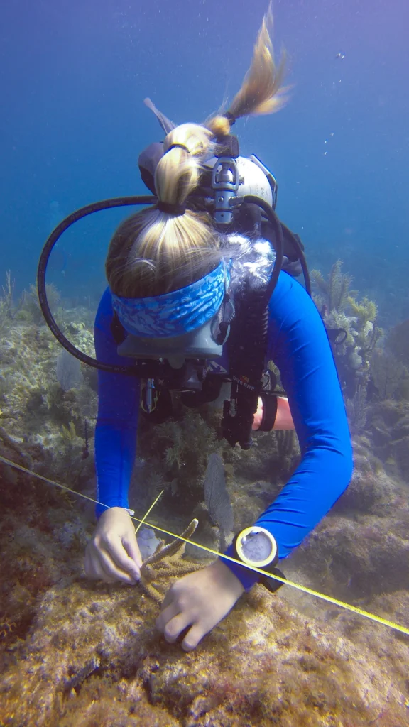 Scuba diver securing a coral fragment to the reef along a measured transect line.