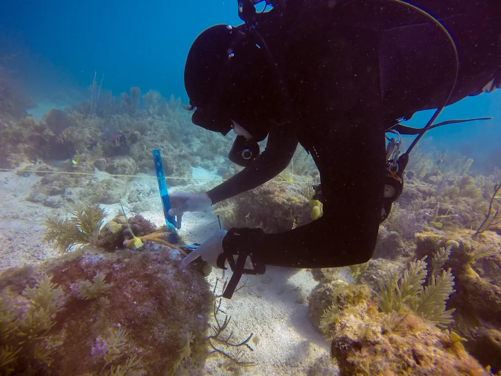 Scuba diver measuring coral growth on a reef using a ruler and monitoring tools.