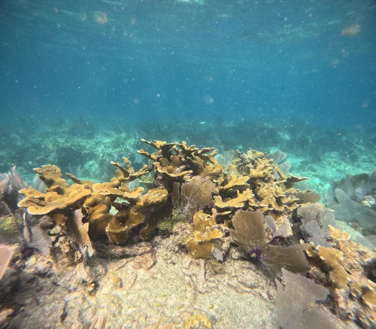 elkhorn coral