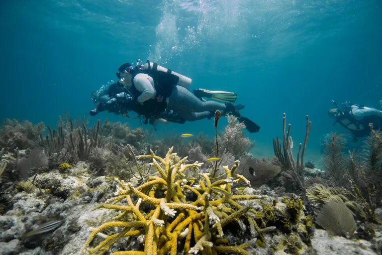 Scuba divers swimming over reef