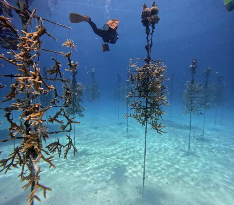 Scuba diver in coral nursery