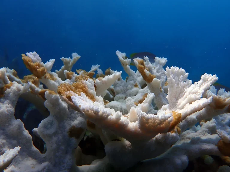 Bleached elkhorn coral