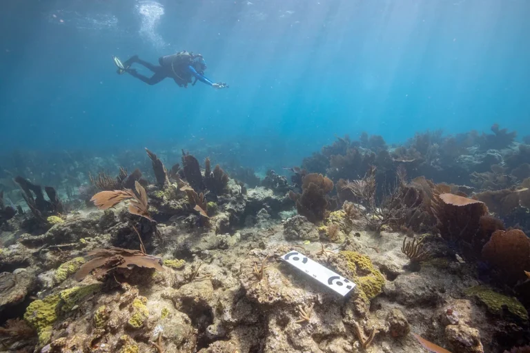 Diver above reef with scale bar tool