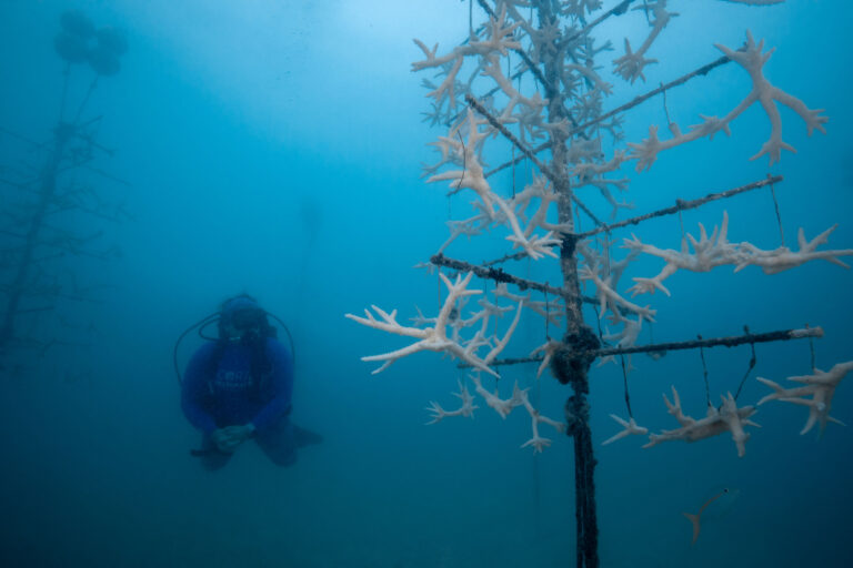 Diver in coral nursery with bleached coral