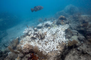 Bleached staghorn coral on the reef