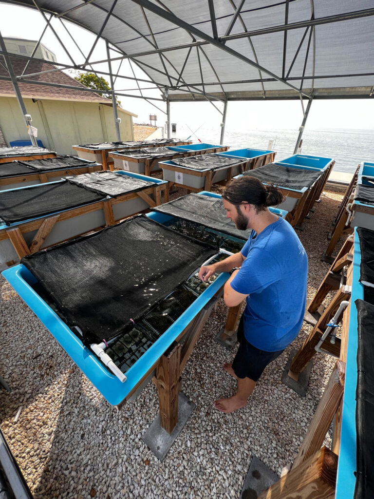 Observing coral in a land based nursery