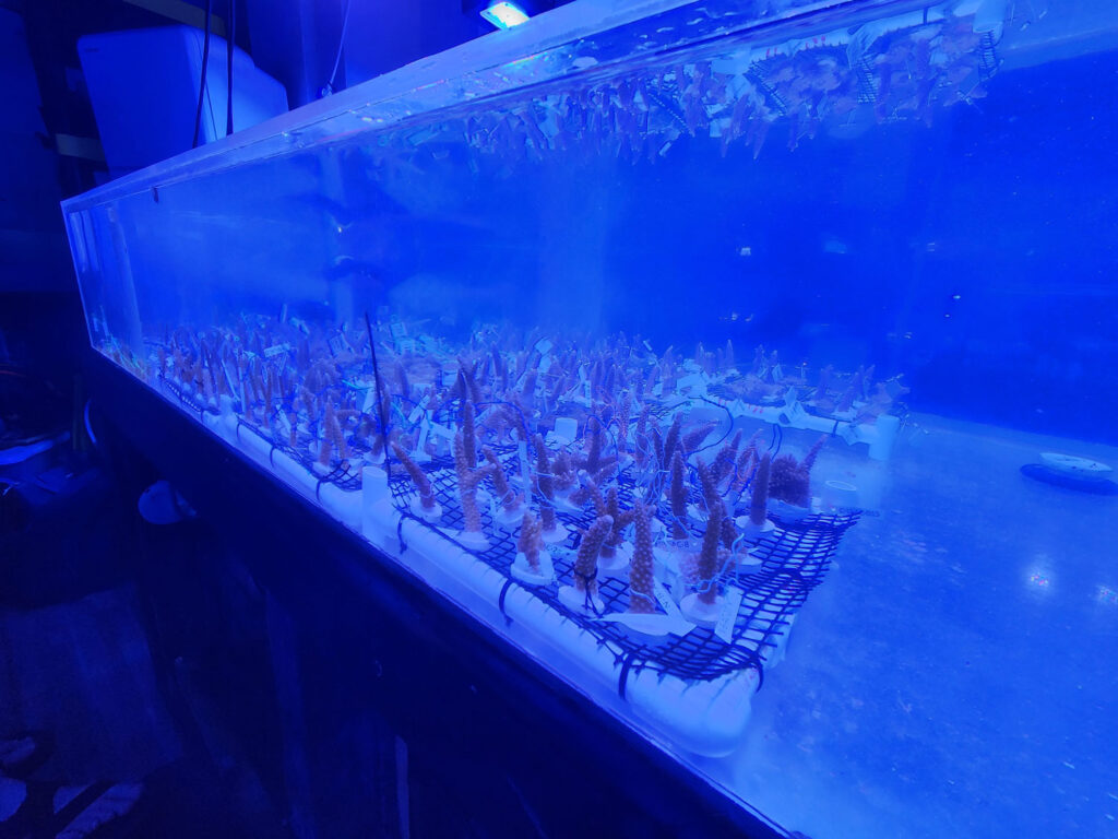 Coral fragments in a tank