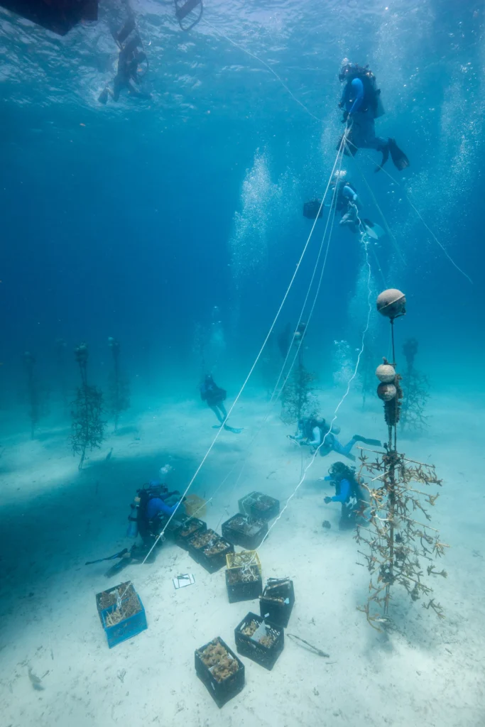 Divers rescuing coral