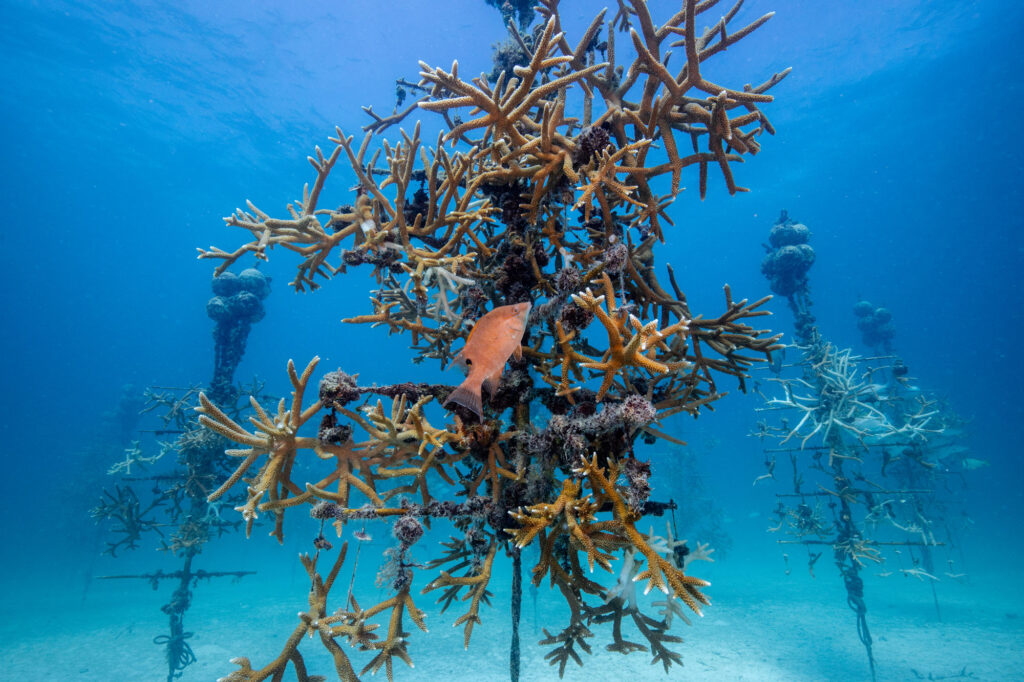 Coral Tree nursery filled with staghorn coral 