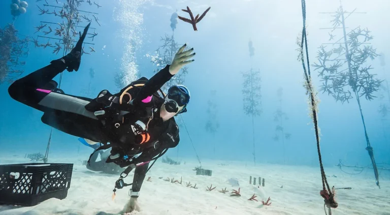 Scuba diver underwater in coral nursery