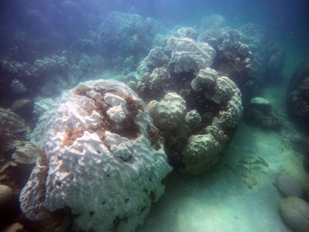 bleached coral