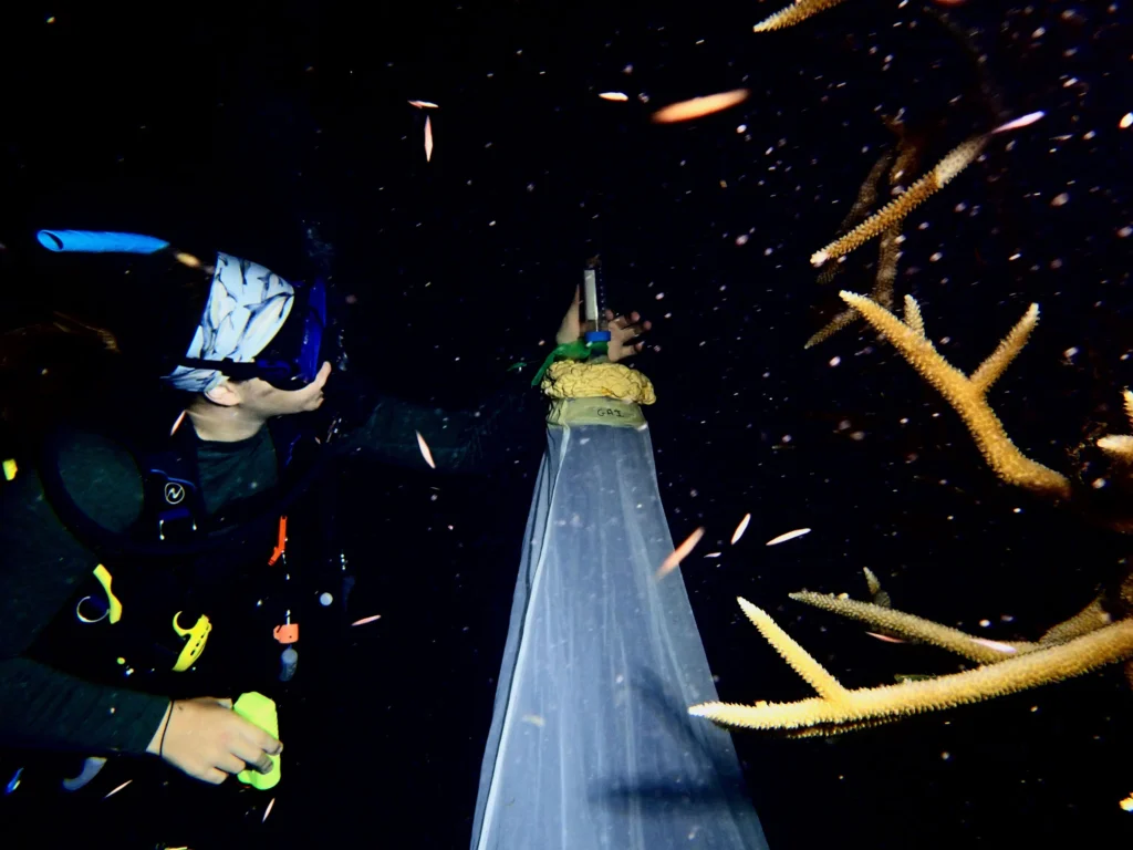 Diver monitoring spawning coral