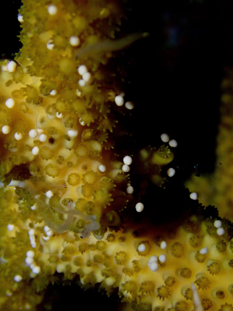 Coral spawning gametes