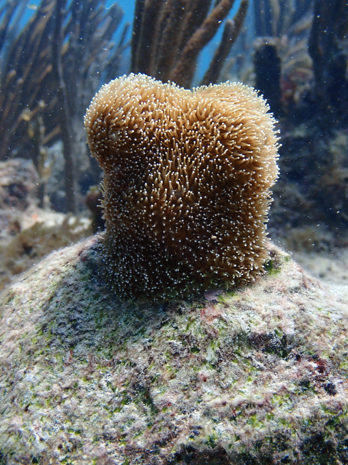 Pillar coral