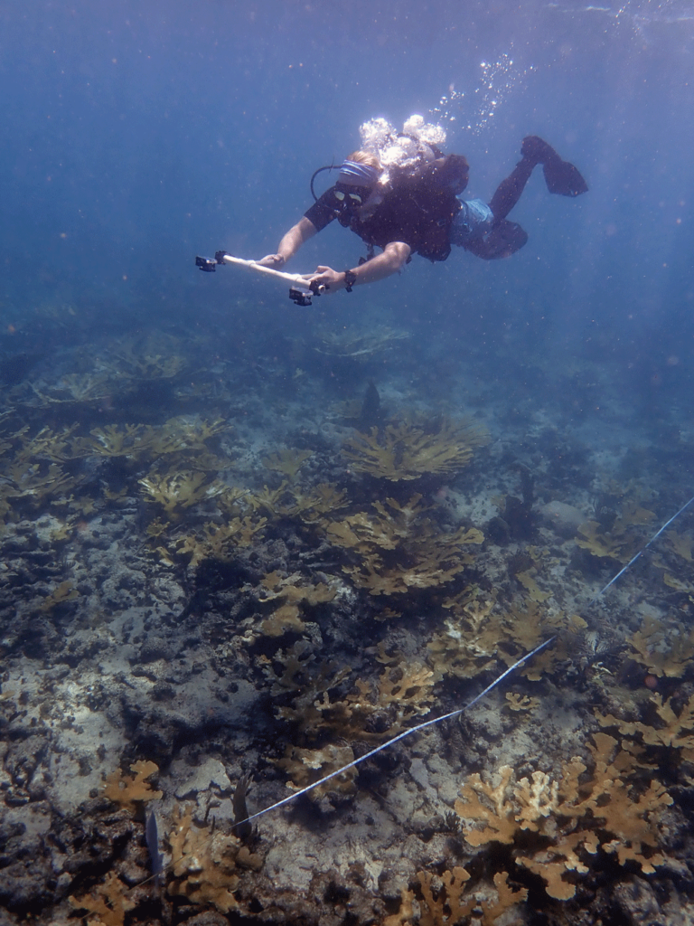 Diver monitoring coral reefs