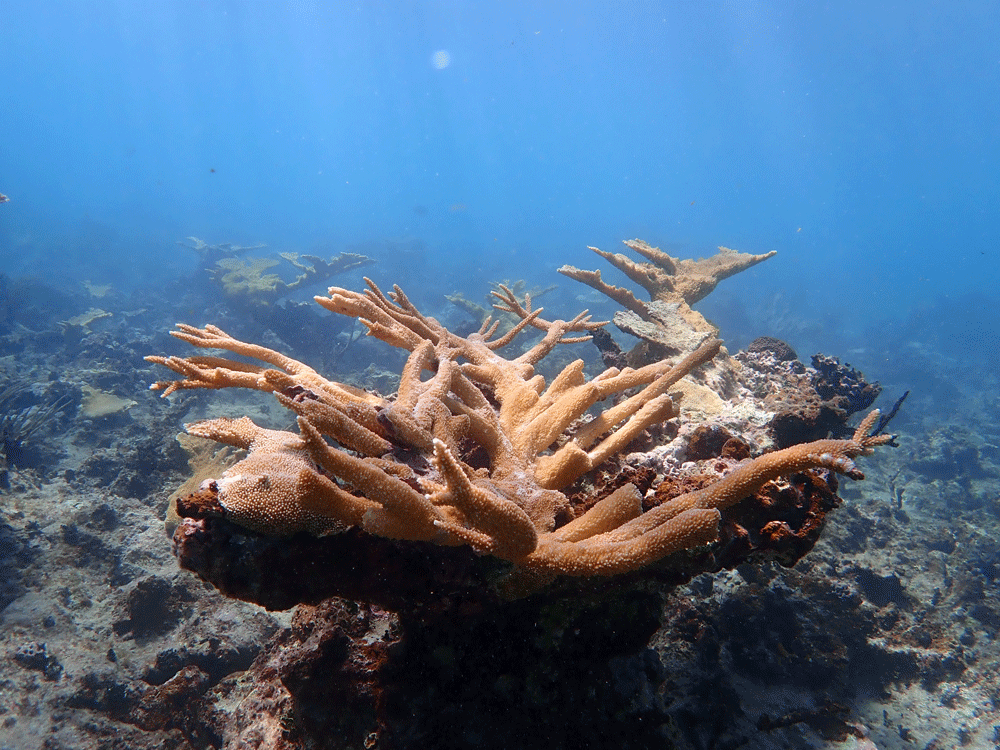 Elkhorn Coral