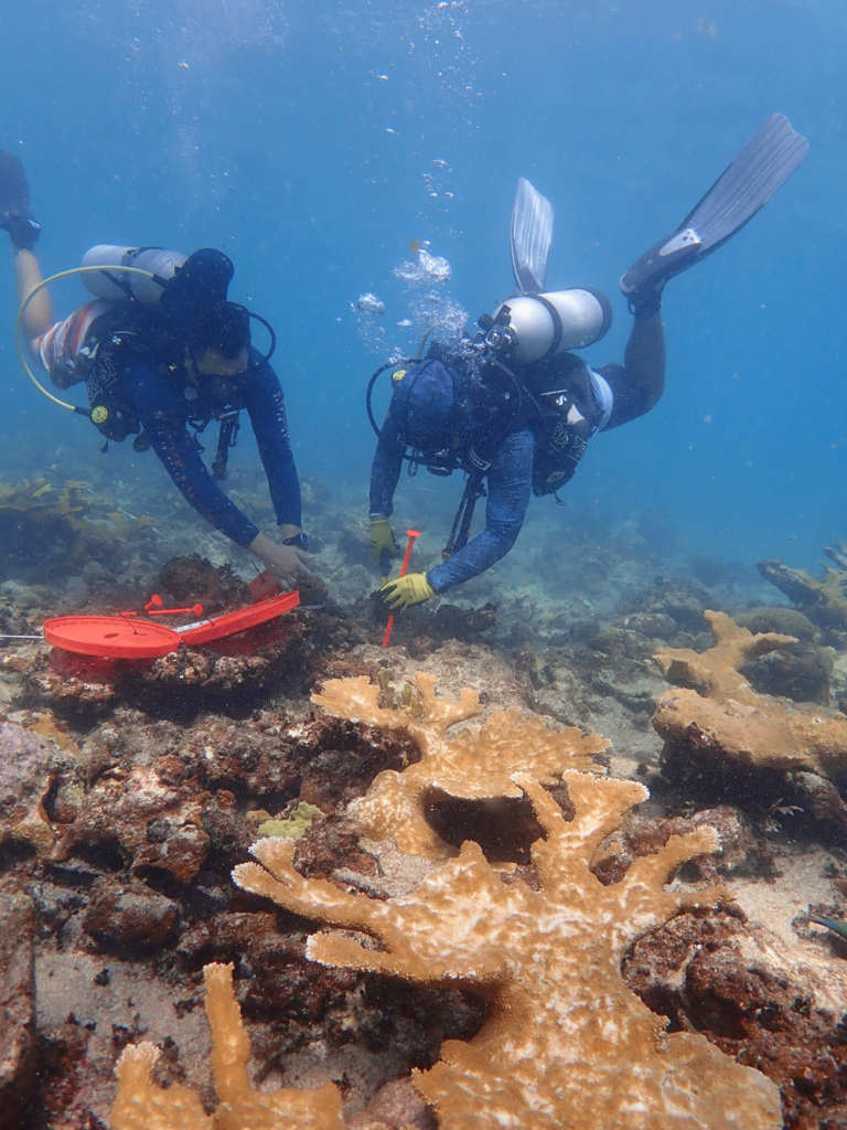 Divers monitoring coral