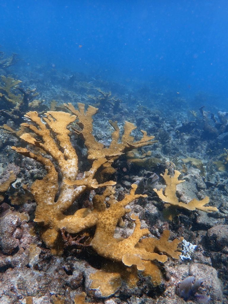 Elkhorn coral