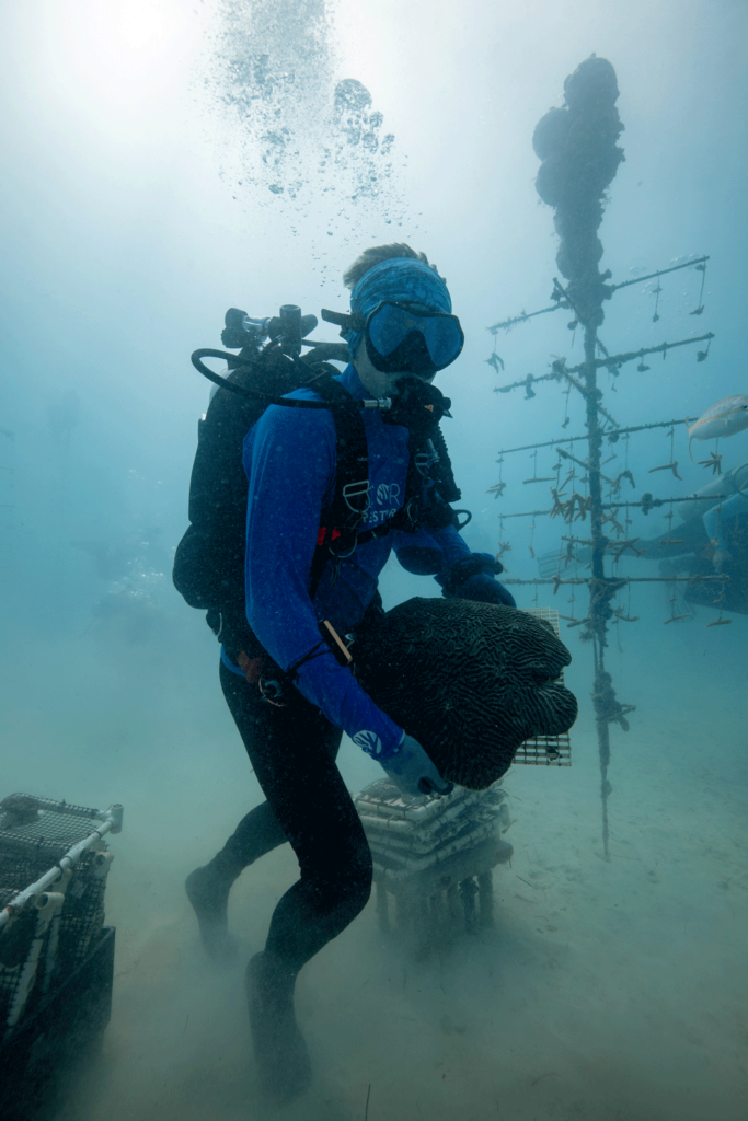 Divers rescuing coral