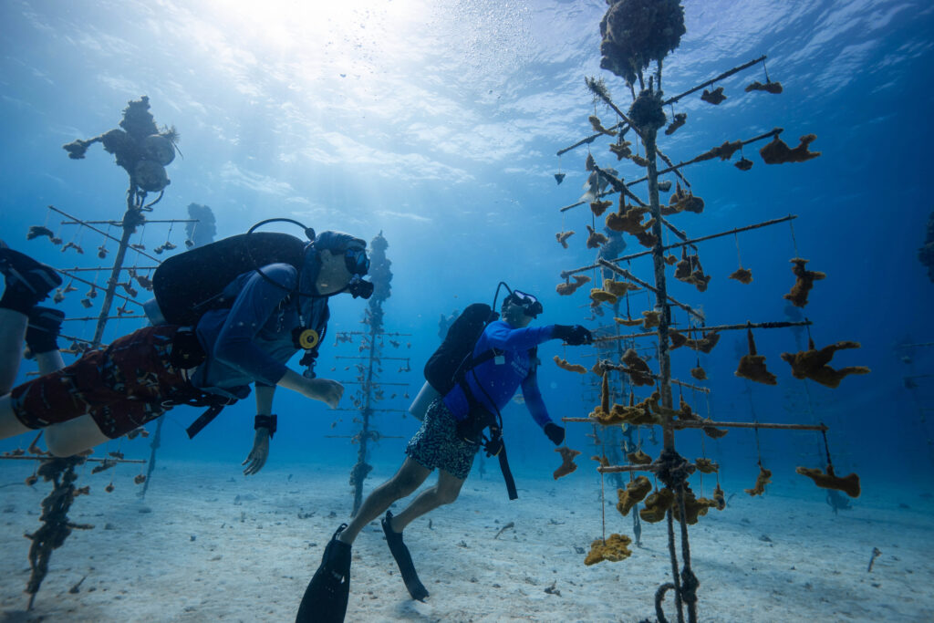 Scuba divers in coral nursery