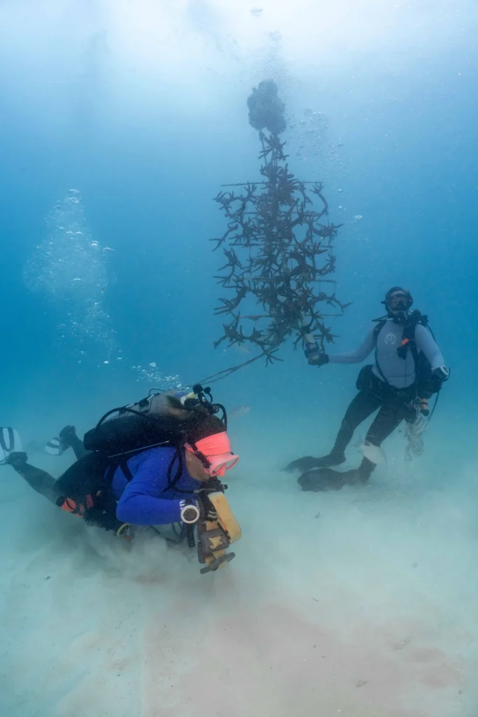 Divers in coral nursery