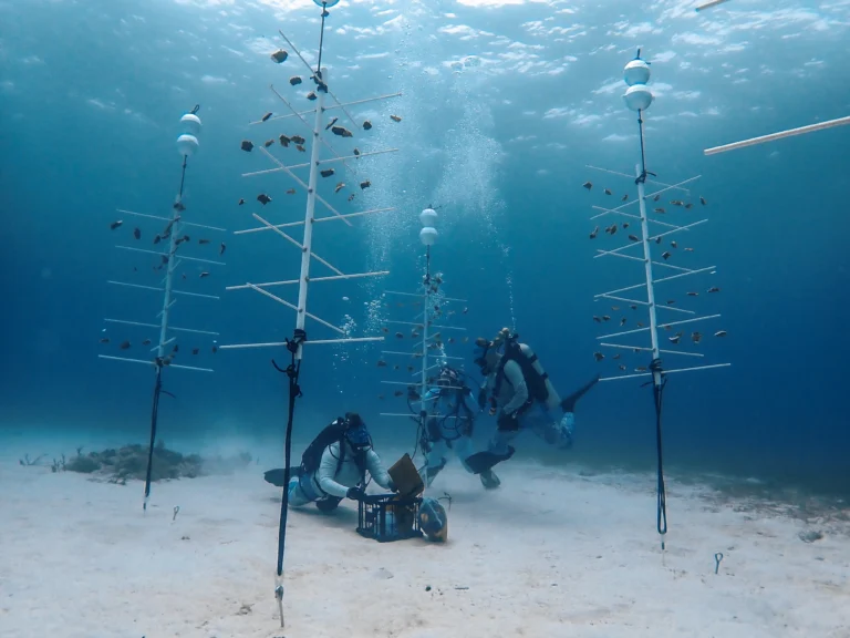 Scuba divers in coral nursery