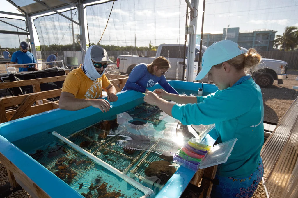 CRF staff members handling coral specimens on land