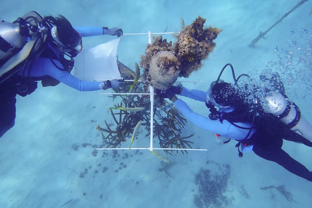 Divers adding shades to coral tree