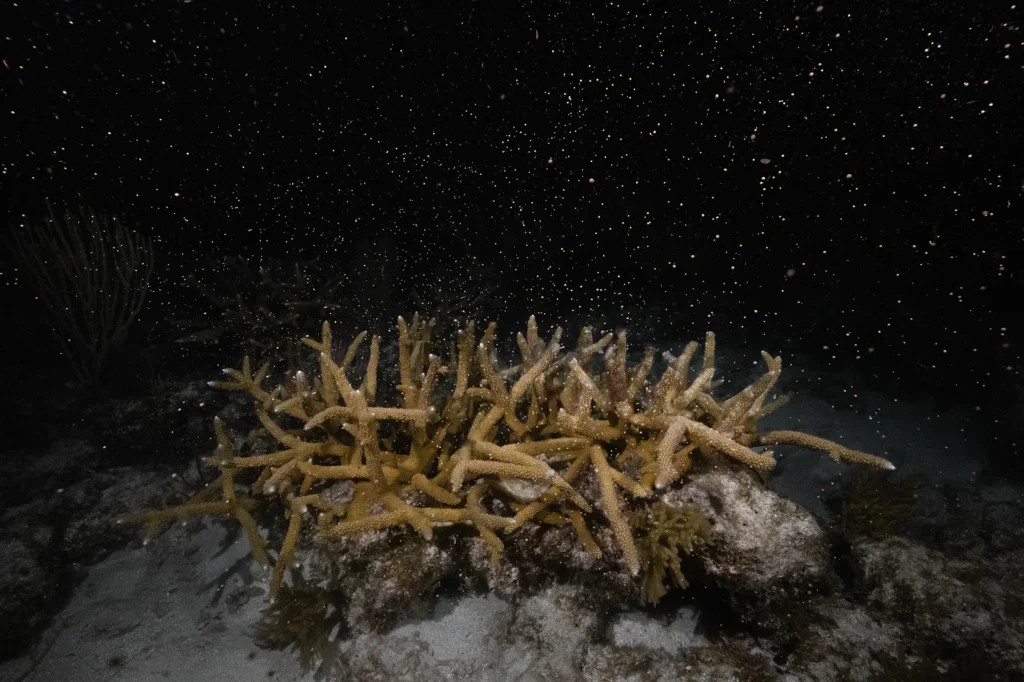 Moody image of corals spawning in an ocean at nighttime.